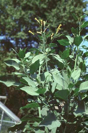 Flowering Nicotiana